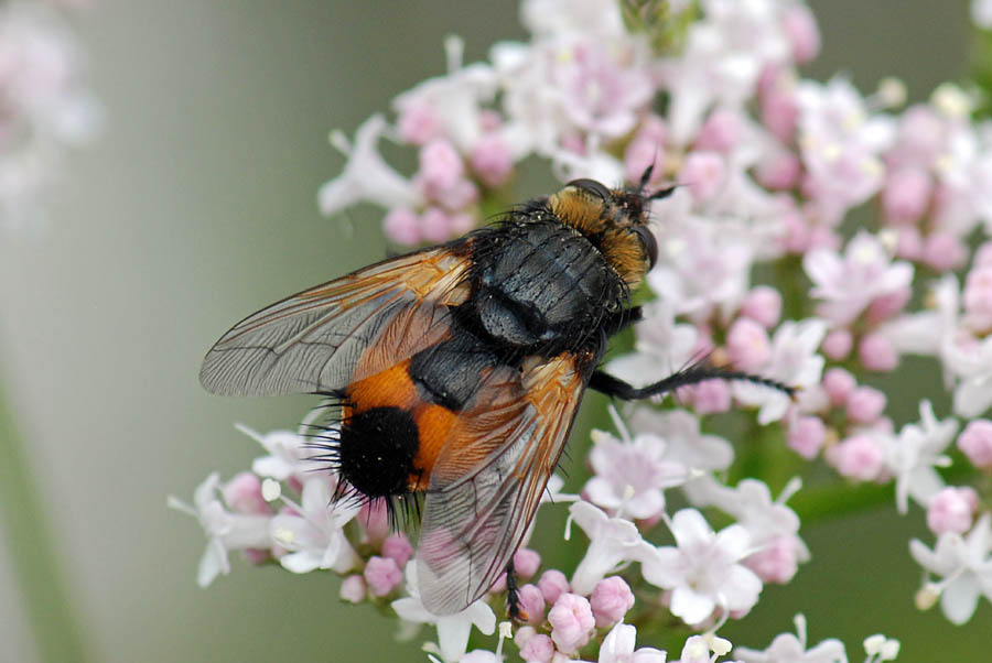 Nowickia sp.
